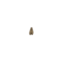 CHRISTIAN FRISETTI - Mini Cigale 5cm (Ombre)