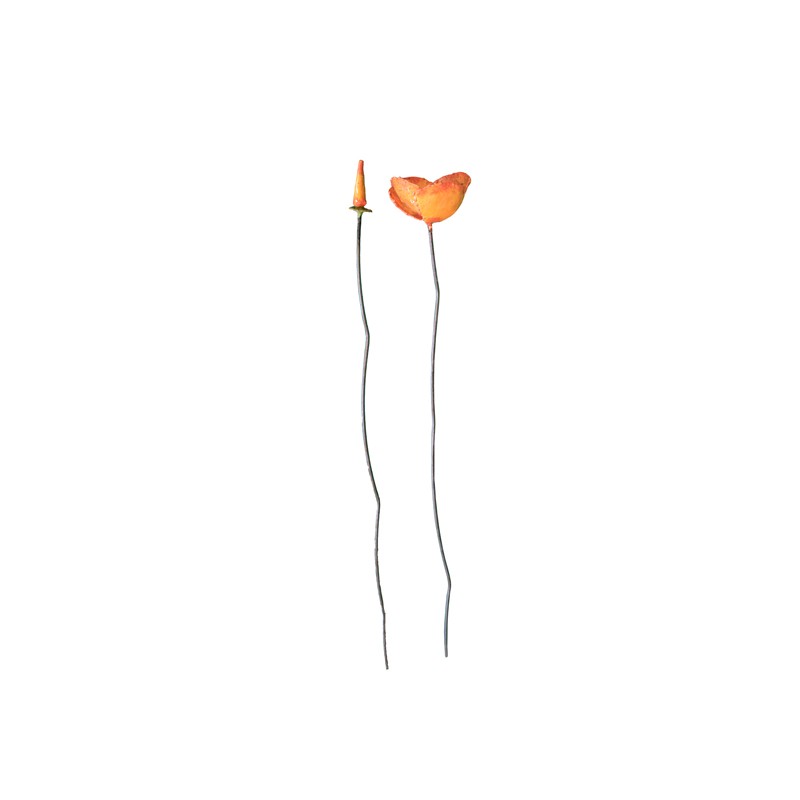 Fleur Pavot de de Provence
