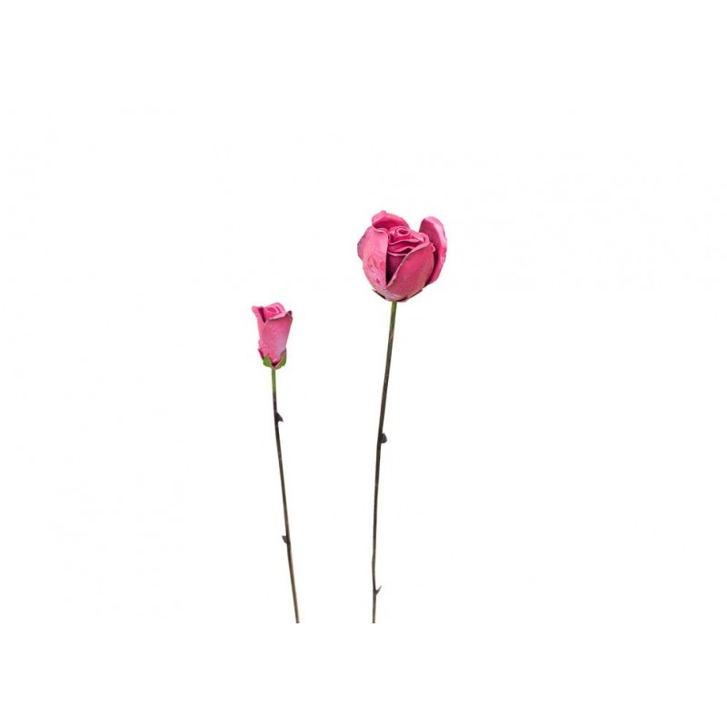 Rose & Bouton de Provence