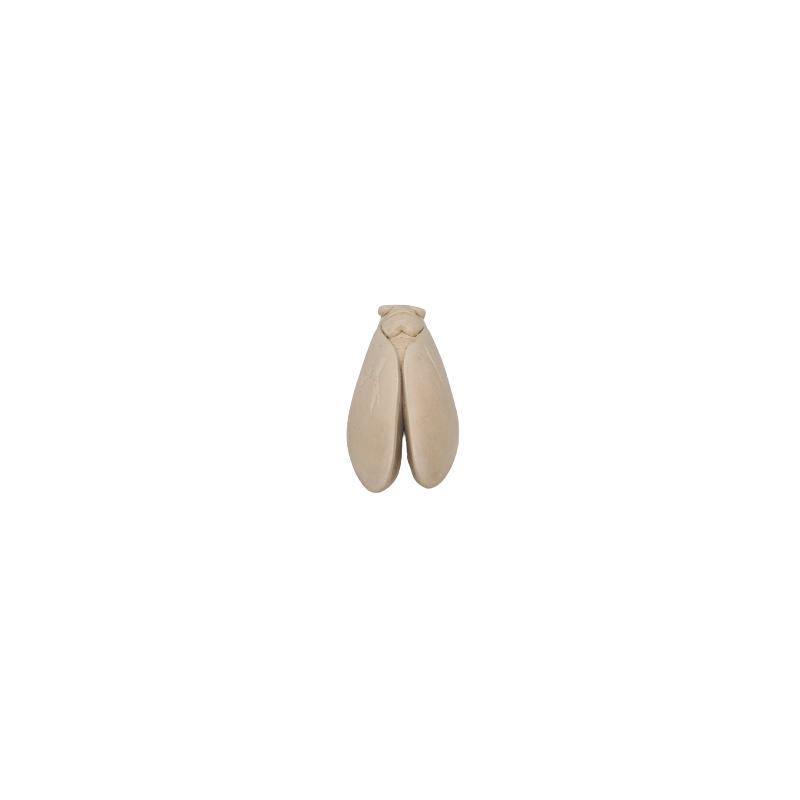CIGALE 21cm T4 de Provence