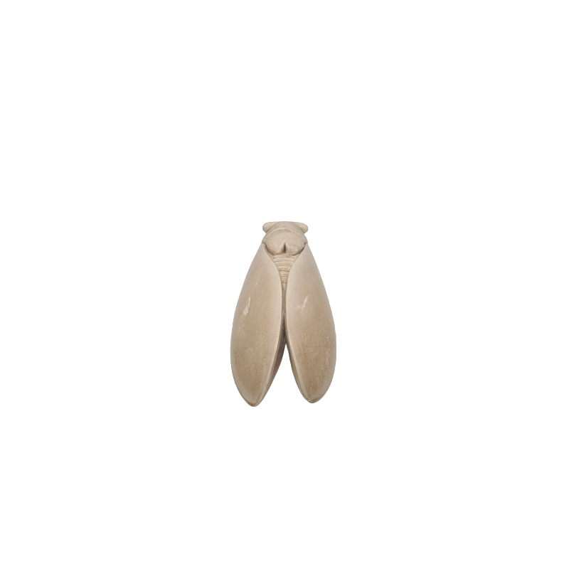 CIGALE 25cm GM de Provence