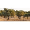 CHATEAU DEMONPERE - FRUITE NOIR-  Huile d'Olive Biologique Vierge Extra - 25cl -