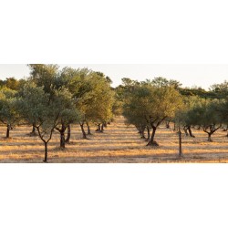CHATEAU DEMONPERE - TRADITION -  Huile d'Olive Biologique Vierge Extra - 75cl -bouteille blanche avec bec verseur en liège